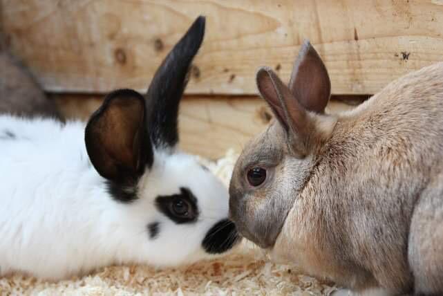 Kleintierpflege Kleintierpflege